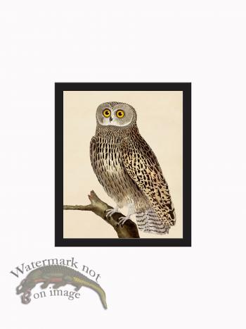 Rudbeck CFA_BF 43 Owl